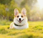תמונה של כלב להורדה תמונות מצחיקות ויפות