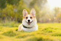 תמונה של כלב להורדה תמונות מצחיקות ויפות