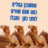 מחשבון גמלים כמה שווה חברה שלי כמה גמלים אני שווה